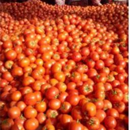 山東省日照市莒縣騰達(dá)農(nóng)產(chǎn)品公司 大紅硬果西紅柿批發(fā)供應(yīng)與價格行情分析